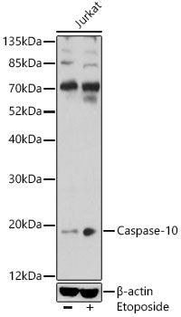 Caspase-10 Rabbit pAb