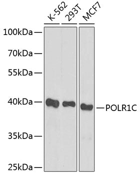 POLR1C Rabbit pAb