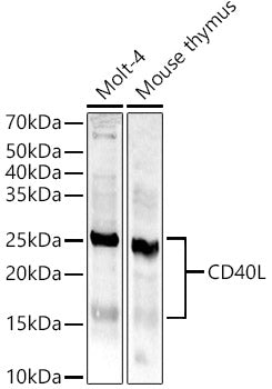 CD40L Rabbit pAb