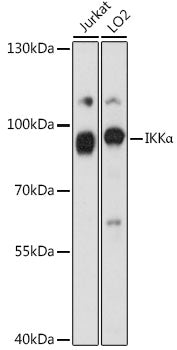 IKKα Rabbit pAb