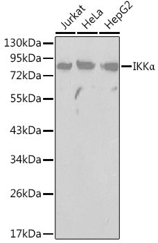 IKKα Rabbit pAb