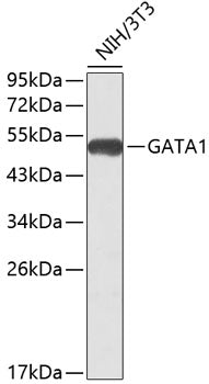 GATA1 Rabbit pAb