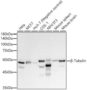 β-Tubulin Rabbit pAb