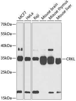 CRKL Rabbit pAb