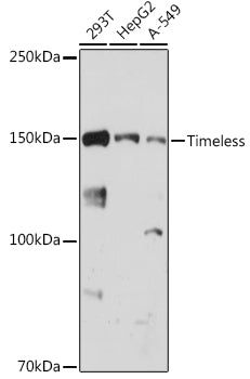 Timeless Rabbit mAb