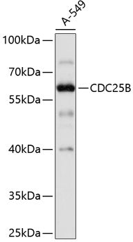 CDC25B Rabbit pAb