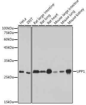 UPP1 Rabbit mAb