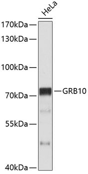 GRB10 Rabbit pAb