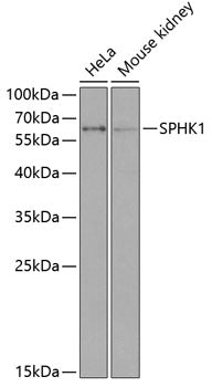 SPHK1 Rabbit pAb