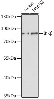 IKKβ Rabbit pAb