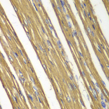 Caspase-7 Rabbit pAb