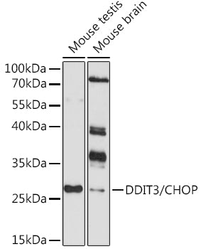 DDIT3/CHOP Rabbit pAb
