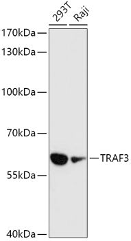 TRAF3 Rabbit pAb