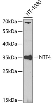 NTF4 Rabbit pAb