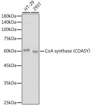 CoA synthase (COASY) Rabbit mAb