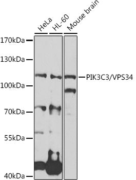PIK3C3/VPS34 Rabbit pAb