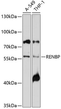 RENBP Rabbit pAb