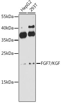FGF7/KGF Rabbit pAb