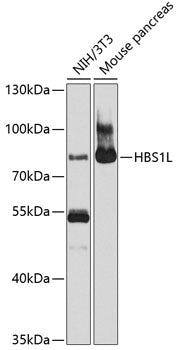 HBS1L Rabbit pAb