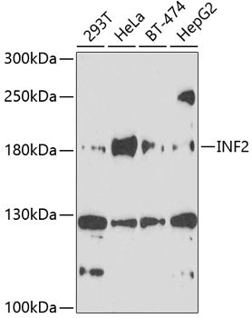 INF2 Rabbit pAb