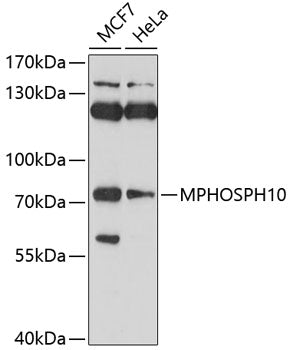 MPHOSPH10 Rabbit pAb