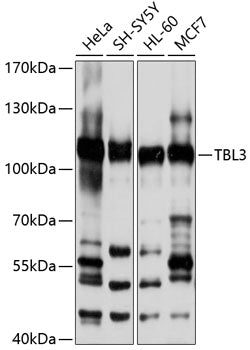 TBL3 Rabbit pAb