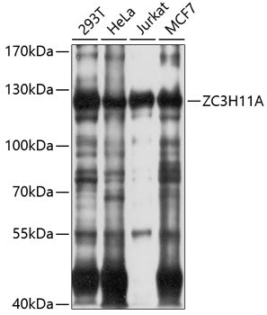 ZC3H11A Rabbit pAb