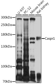 Caspr1 Rabbit pAb