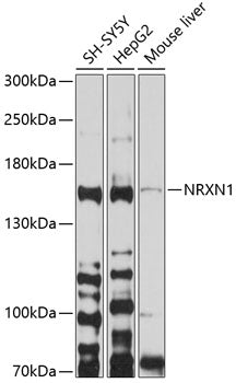 NRXN1 Rabbit pAb
