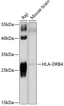 HLA-DRB4 Rabbit pAb