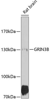 GRIN3B Rabbit pAb