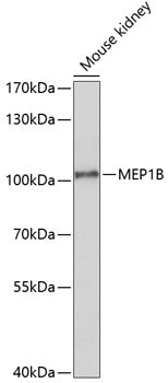 MEP1B Rabbit pAb