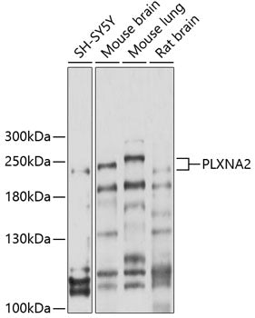 PLXNA2 Rabbit pAb