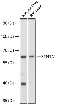 BTN1A1 Rabbit pAb