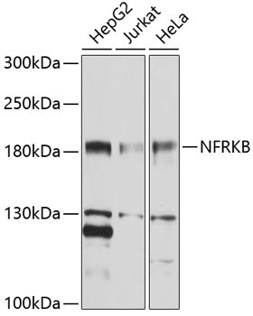 NFRKB Rabbit pAb