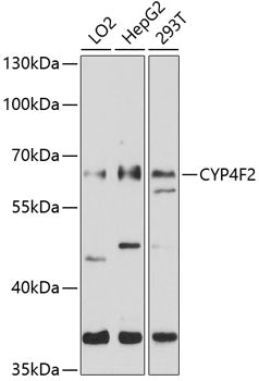 CYP4F2 Rabbit pAb