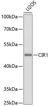 CIR1 Rabbit pAb