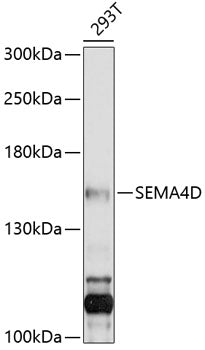 SEMA4D Rabbit pAb