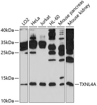 TXNL4A Rabbit pAb