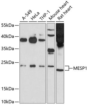 MESP1 Rabbit pAb