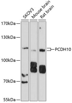 PCDH10 Rabbit pAb