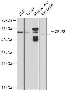 CRLF2 Rabbit pAb