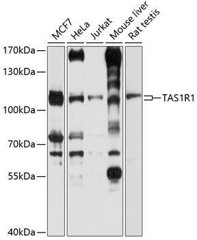 TAS1R1 Rabbit pAb