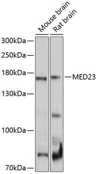 MED23 Rabbit pAb