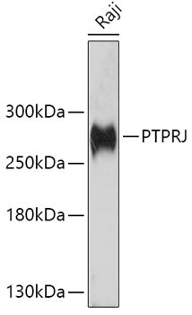 PTPRJ Rabbit pAb
