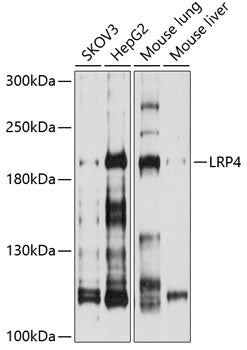 LRP4 Rabbit pAb