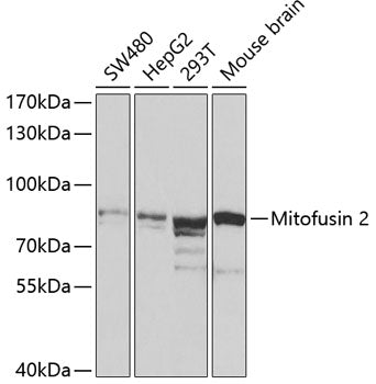 Mitofusin 2 Rabbit pAb