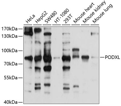 PODXL Rabbit pAb