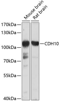 CDH10 Rabbit pAb