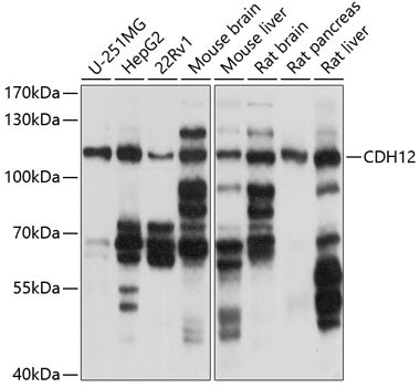 CDH12 Rabbit pAb